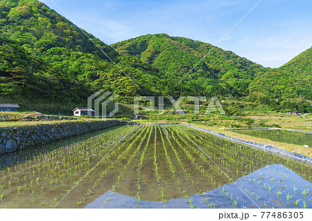 京都　袖志の棚田 77486305
