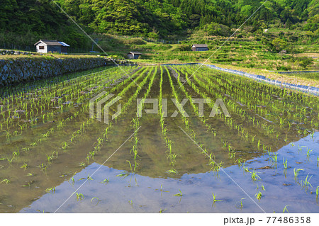 京都　袖志の棚田 77486358