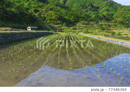 京都　袖志の棚田 77486360