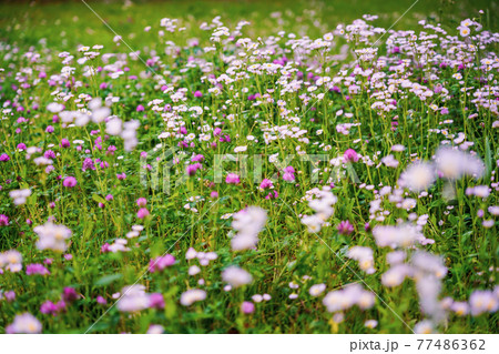 春の野の花 77486362
