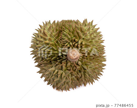 Green durian, a close up of Thai tropical smelly fruit food isolated on white background. 77486455