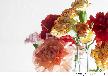 色とりどりのカーネーションの花　母の日 77486561