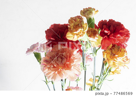 色とりどりのカーネーションの花 母の日 色とりどりのカーネーションの花 母の日 77486569