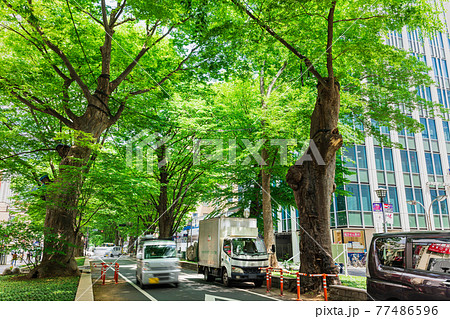 東京　府中市　けやき並木通り 77486596