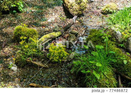 初夏の水の流れに新緑が美しい 77486872