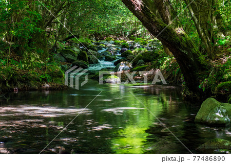 初夏の水の流れに新緑が美しい 初夏の水の流れに新緑が美しい 77486890