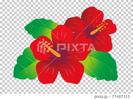 芙蓉花植物 77487313