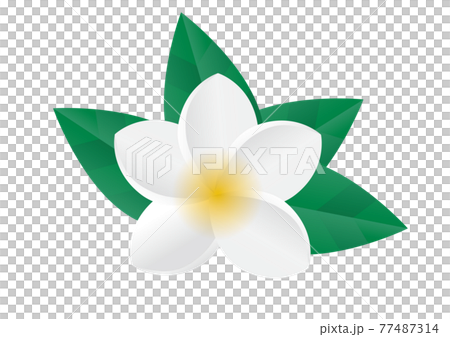プルメリア　植物　花 77487314