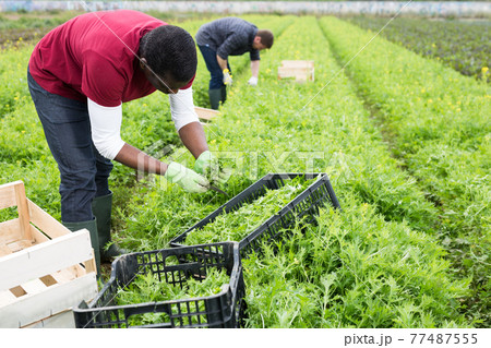 African American farmer harvesting green mizuna 77487555
