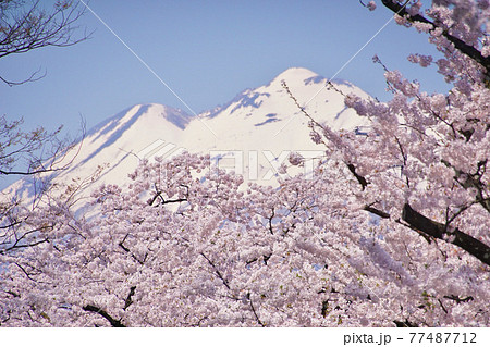 桜満開の弘前公園から望む岩木山　青森県弘前市 77487712