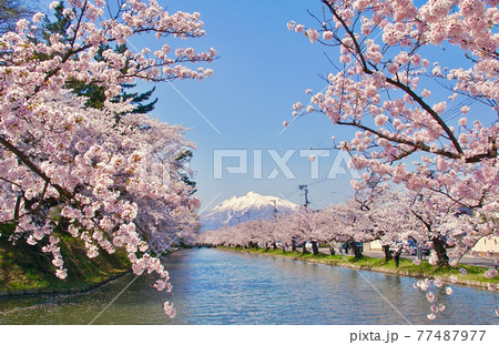 桜満開の弘前公園外堀付近から望む岩木山　青森県弘前市 77487977