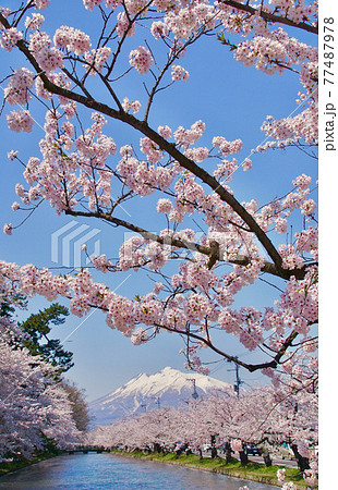 桜満開の弘前公園外堀付近から望む岩木山　青森県弘前市 77487978