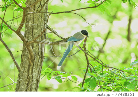 Azure-winged magpie(オナガ) 77488251