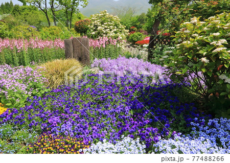 初夏の花壇 ガーデニング の写真素材