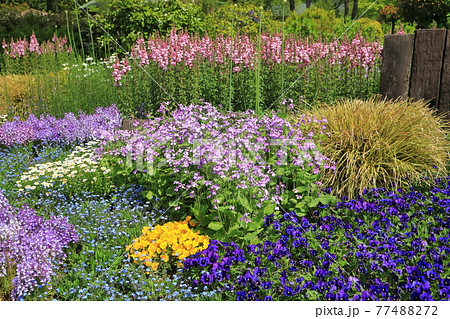 初夏の花壇 ガーデニング の写真素材