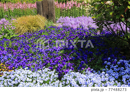 初夏の花壇 ガーデニング の写真素材