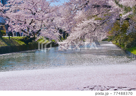 弘前公園外濠 花筏の光景 青森県弘前市の写真素材