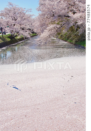 弘前公園外濠 花筏の光景 ピンク色の絨毯 青森県弘前市の写真素材