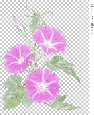 牽牛花水彩 77488811
