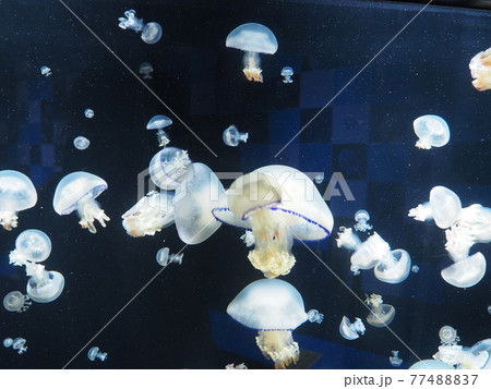 水族館のクラゲ 77488837