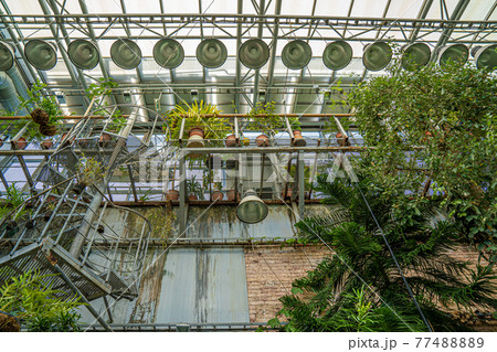 Greenhouse interior, metal frame glass ceiling and tropical plants Greenhouse interior, metal frame glass ceiling and tropical plants 77488889
