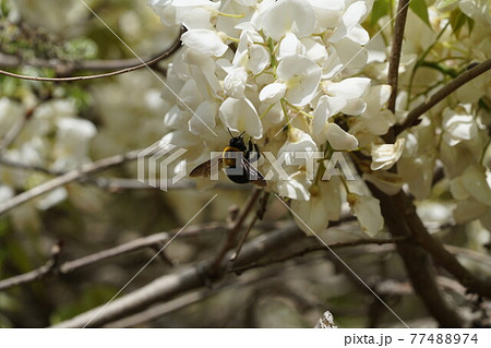 白藤の花の蜜を吸うクマバチ 77488974