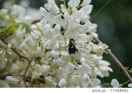 白藤の花の蜜を吸うクマバチ 77488982