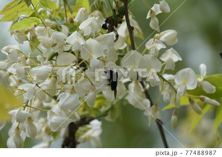 白藤の花の蜜を吸うクマバチ 77488987