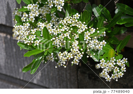 トキワサンザシ（常盤山査子） 77489040