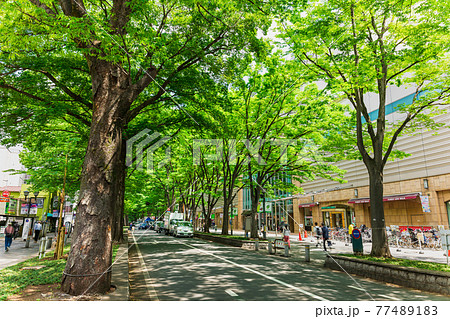 東京　府中市　けやき並木通り 77489183