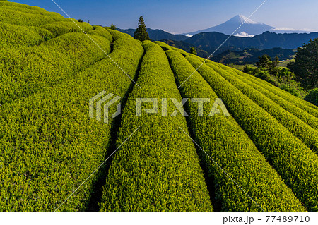 (静岡県)茶摘み時期を迎えた吉原の茶畑越しに富士山 (静岡県)茶摘み時期を迎えた吉原の茶畑越しに富士山 77489710