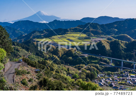 (静岡県)茶摘み時期を迎えた吉原の茶畑越しに富士山 (静岡県)茶摘み時期を迎えた吉原の茶畑越しに富士山 77489723