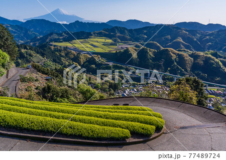 (静岡県)茶摘み時期を迎えた吉原の茶畑越しに富士山 (静岡県)茶摘み時期を迎えた吉原の茶畑越しに富士山 77489724