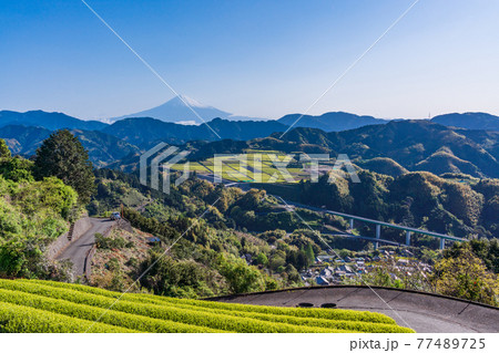 （静岡県）茶摘み時期を迎えた吉原の茶畑越しに富士山 77489725