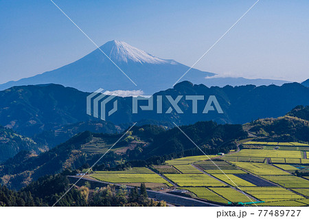（静岡県）茶摘み時期を迎えた吉原の茶畑越しに富士山 77489727