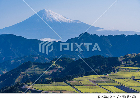 (静岡県)茶摘み時期を迎えた吉原の茶畑越しに富士山 (静岡県)茶摘み時期を迎えた吉原の茶畑越しに富士山 77489728