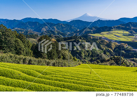 (静岡県)茶摘み時期を迎えた吉原の茶畑越しに富士山 (静岡県)茶摘み時期を迎えた吉原の茶畑越しに富士山 77489736