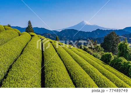 (静岡県)茶摘み時期を迎えた吉原の茶畑越しに富士山 (静岡県)茶摘み時期を迎えた吉原の茶畑越しに富士山 77489749