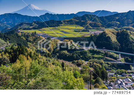(静岡県)茶摘み時期を迎えた吉原の茶畑越しに富士山 (静岡県)茶摘み時期を迎えた吉原の茶畑越しに富士山 77489754
