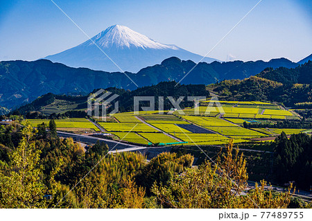 (静岡県)茶摘み時期を迎えた吉原の茶畑越しに富士山 (静岡県)茶摘み時期を迎えた吉原の茶畑越しに富士山 77489755
