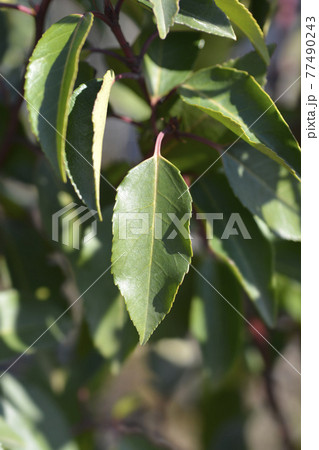 Portuguese Laurel Cherry Portuguese Laurel Cherry 77490243