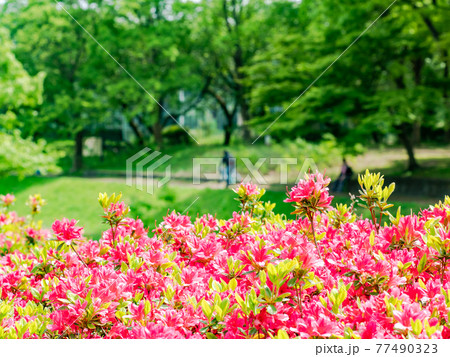 春本番 美しく咲いた満開のツツジと春を楽しむ人 春本番 美しく咲いた満開のツツジと春を楽しむ人 77490323