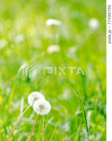 春本番 可愛いたんぽぽの綿毛 春本番 可愛いたんぽぽの綿毛 77490700