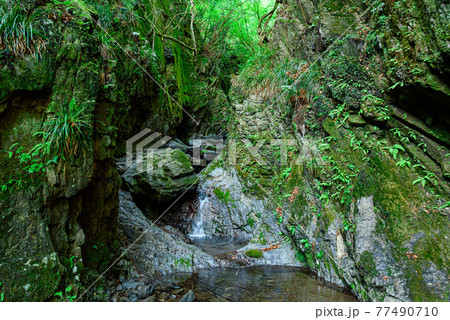 (埼玉県)棒ノ折山の新緑と沢 (埼玉県)棒ノ折山の新緑と沢 77490710