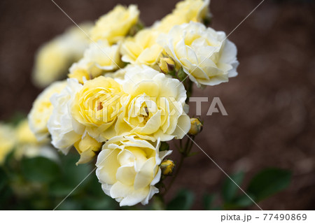 野津田公園のバラ「ゴールデンボーダー」202105 77490869