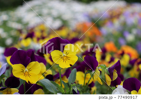 色とりどりの花が咲く花壇 色とりどりの花が咲く花壇 77490917
