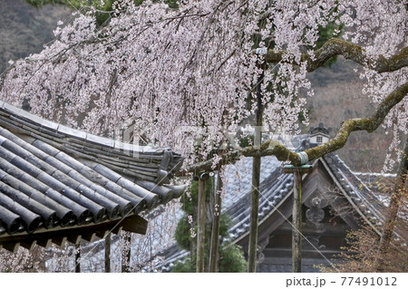 善峯寺の桜、京都 善峯寺の桜、京都 77491012
