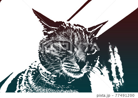 猫 ネコ ねこ キジトラ 白 グレー 子猫 雌 メス 雌ねこ 雌ネコ 雌猫 元気 かわいい 癒し 77491200