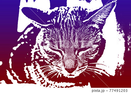 猫 ネコ ねこ キジトラ 白 グレー 子猫 雌 メス 雌ねこ 雌ネコ 雌猫 元気 かわいい 癒し 77491203