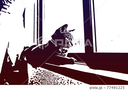 猫 ネコ ねこ キジトラ 白 グレー 子猫 雌 メス 雌ねこ 雌ネコ 雌猫 元気 かわいい 癒し 77491225